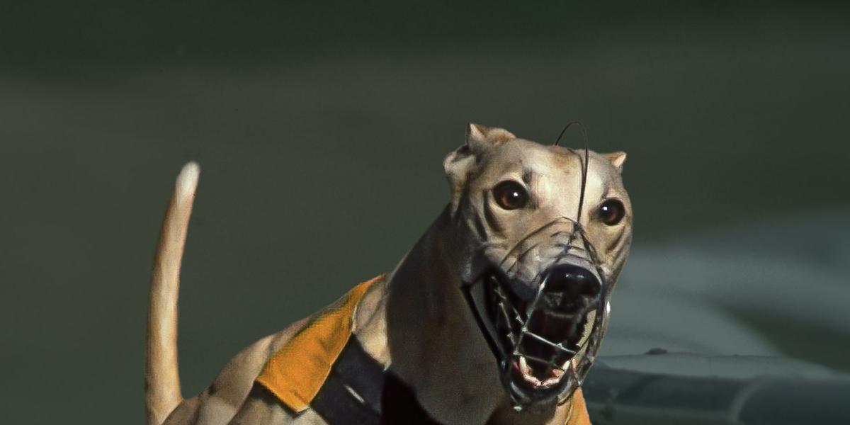 my greyhounds background image